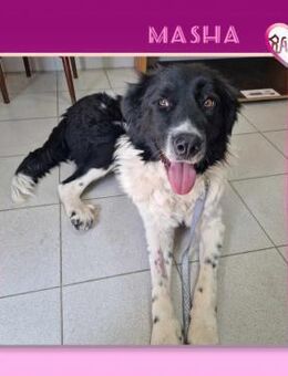 Masha - hofft auf eine Familie! - Alfeld (Leine)