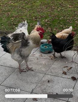 Sussex Hahn - Neuburg (Donau)