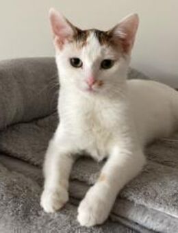 Sterndal Wunscherfüller gesucht 🩷 - München