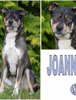 JOANNA -sucht hundeerfahrene Menschen- - Duisburg