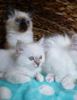 Reinrassige Heilige Birma-Kätzchen - Kitten - auszugsbereit - Kirkel