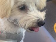 Maltipoo Welpe zum abgeben - Recklinghausen