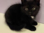 Kitten - Wuppertal