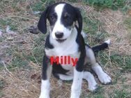 MILLY ❤ sucht Zuhause oder Pflegestelle - Langenhagen