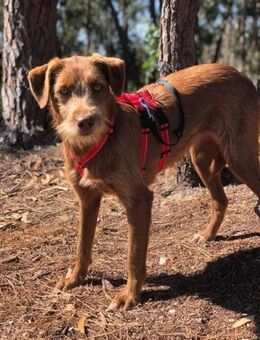 Wunderschöne Edda wartet in Portugal - Köln