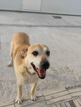 Lili, sucht ein wundervolles Zuhause - Geilenkirchen