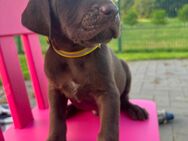 Vizmaraner (Magyar Vizsla x Weimaraner) Welpen - Salzkotten