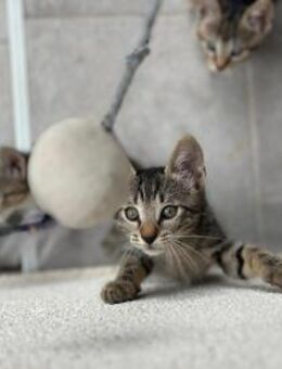 💙Sammy💙 sucht seine Familie - Freilassing