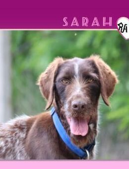 ❤ SARAH ❤ - SUCHT AKTIVE MENSCHEN! - Alfeld (Leine)