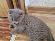 Britisch Kurzhaar Kitten - Neubukow
