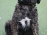 DENVER - Welpenalarm! 🐶❤️ - Neudenau