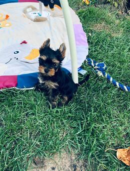 Yorkshire Terrier Welpe - Rüde - Ilsede
