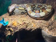 Boa Constrictor Abgottschlange evtl.Mix - Rösrath