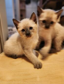 Siam Kitten - Herrsching (Ammersee)