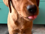 2 VORERZOGENE Foxred Labrador Retriever Welpen - Gaildorf