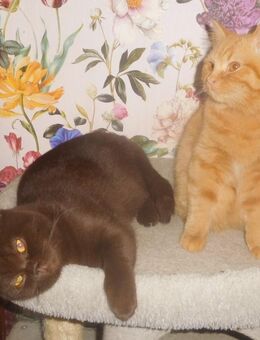 Britisch Kurzhaar Kastraten mit STB - Guntersblum