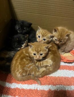 Babykitten - Frankfurt (Main)