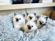 Heilige Birma Kitten Birmakitten Kätzchen Katzenbabys Babykatzen Katze Kater - Worms