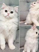 Reinrassige Britisch Langhaar Kitten männlich sehr süß in 13051