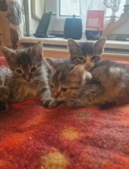 Verkaufe Katzenbabys - Wusterwitz