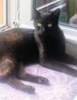 ODIN sucht eine Familie - Gefrees