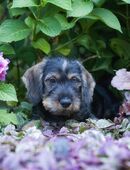 Wurfankündigung Rauhaardackel Welpen Frühjahr 2026 in 03205