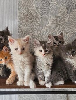 Maine Coon Kitten, reinrassig - Seevetal