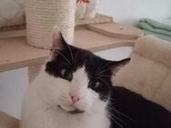 Oreo Der verschmuste Kater - Benediktbeuern