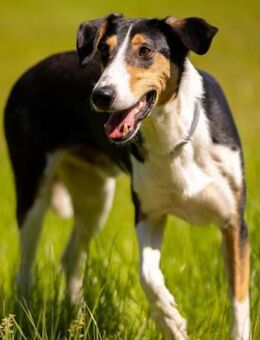 Bobi 💗 wartet in 99718 Greussen - Hamburg