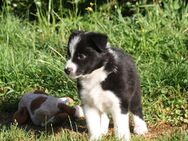 2 Bildhübsche Border Collie Buben mit Ahnentafel - Weißenhorn