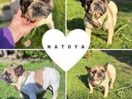 NATOYA PP Kleine FB Hündin sucht Liebe - Neustadt (Rübenberge)