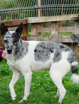 Susy VA, ist noch etwas unsicher - Rheine