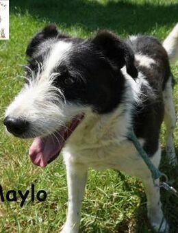Maylo Terrierpower ... - Kissing
