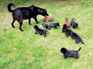 Labrador Mischlingswelpen - Beiersdorf