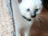 Siam Kitten reinrassig - Kronau
