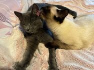 Siam-Russisch Blau Mix Jung-Katze & -Kater - Berlin