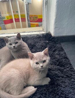 5 Kitten abzugeben - Berlin Steglitz-Zehlendorf