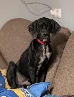 Pluto ein liebevoller English Pointer - Berlin