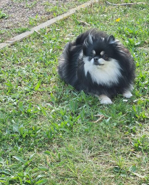 Pomeranian Weibchen - Minden (Nordrhein-Westfalen)