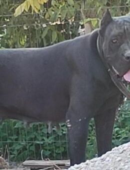 liebe,kastrierte Perla hofft auf Adoptio - Abensberg