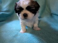 Shih Tzu Mädchen Kira - Seeland Gatersleben