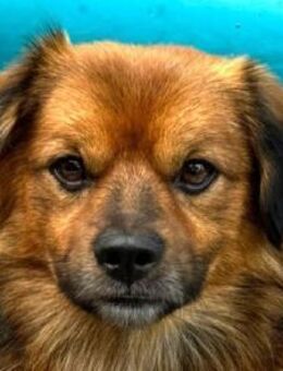 BARLEY-zuckersüßer Rüde, 33 cm - Rösrath