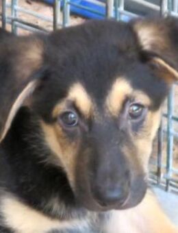 Vanny -verspielt und frech- - Oldenburg