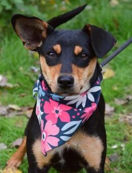 Vitalina wartet ab Januar in Hamburg - Rosengarten (Niedersachsen)