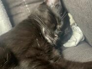 2 junge Kater abzugeben - Dresden