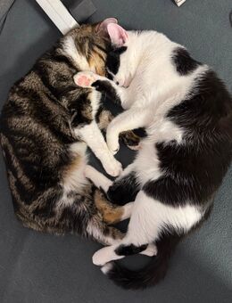 Zwei liebevolle, verschmuste Kater suchen ein neues Zuhause - Dresden