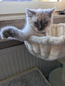 Heilige Birma / Siam woll Knöllchen suchen Zuhause - Mönchengladbach