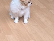 Pekinese Welpen - Neustadt (Weinstraße)