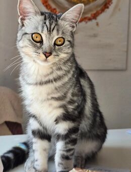 Silver Tabby BKH KATZE wunderschöne BKH silver - Altenburg