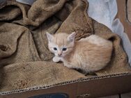 Kleine Katze - Regenstauf